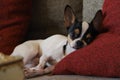 chihuahua dog relaxing on the sofa