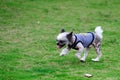 Chihuahua dog running running Royalty Free Stock Photo