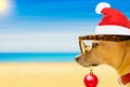 Dog watching the beach on summer christmas holidays Royalty Free Stock Photo