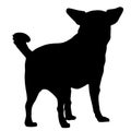 Chihuahua dog silhouette on a white background