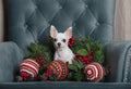 A chihuahua dog sits among the Christmas decorations in a cozy large armchair.