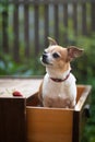 Chihuahua dog sits in a drawer of a dresser Royalty Free Stock Photo