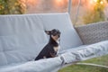 Chihuahua dog Chihuahua sits on a swing. Tricolor dog black-and-white-brown Royalty Free Stock Photo