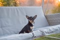 Chihuahua dog Chihuahua sits on a swing. Tricolor dog black-and-white-brown Royalty Free Stock Photo