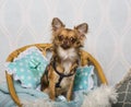 Chihuahua dog sitting on chair in studio, portrait Royalty Free Stock Photo