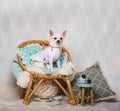 Chihuahua dog sitting on chair in studio, portrait Royalty Free Stock Photo