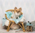 Chihuahua dog sitting on chair in studio, portrait Royalty Free Stock Photo