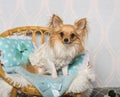 Chihuahua dog sitting on chair in studio, portrait Royalty Free Stock Photo