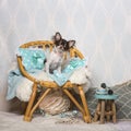 Chihuahua dog sitting on chair in studio, portrait Royalty Free Stock Photo