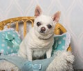 Chihuahua dog sitting on chair in studio, portrait Royalty Free Stock Photo