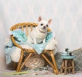 Chihuahua dog sitting on chair in studio, portrait Royalty Free Stock Photo