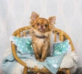 Chihuahua dog sitting on chair in studio, portrait Royalty Free Stock Photo