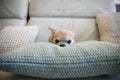 Chihuahua Dog Sitting On Cushion Indoors Royalty Free Stock Photo