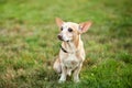 Chihuahua dog is sitting in grass on an autumn day. doggy on nature in park. Chihuahua walks in forest. dog is a friend for childr