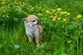 A Chihuahua dog is sitting on a green meadow Royalty Free Stock Photo