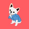 Chihuahua dog Sitting image graphics design