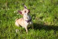 Chihuahua dog sitting looking up vertical Royalty Free Stock Photo