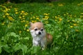 A Chihuahua dog is sitting on a meadow Royalty Free Stock Photo