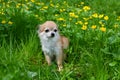 Chihuahua dog is sitting on a meadow Royalty Free Stock Photo