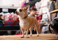 Chihuahua dog sitting in petshop