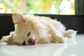 Chihuahua dog sleep