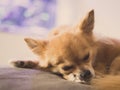 Chihuahua dog sleeping peacefully on the couch