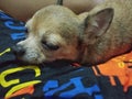 The Chihuahua dog sleeps deep on the lap. Pet care concept
