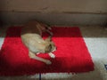 Chihuahua dog sleeps on the red carpet with light streaking in a straight line Royalty Free Stock Photo