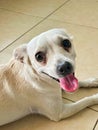 Chihuahua dog, smiling Royalty Free Stock Photo