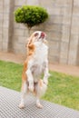 A Chihuahua dog standing on his back legs Royalty Free Stock Photo