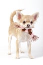 Chihuahua dog with striped knited scarf