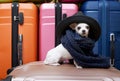 Chihuahua dog in a stylish hat and scarf is waiting for a trip against the backdrop of several large suitcases. Royalty Free Stock Photo