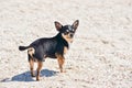 Chihuahua dog in the summer on the sand. Cute black chihuahua puppy