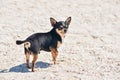 Chihuahua dog in the summer on the sand. Cute black chihuahua puppy