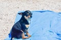 Chihuahua dog in the summer on the sand. Cute black chihuahua puppy