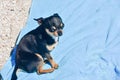 Chihuahua dog in the summer on the sand. Cute black chihuahua puppy