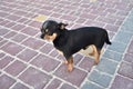 Chihuahua dog in the summer on the sand. Cute black chihuahua puppy