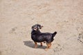 Chihuahua dog in the summer on the sand. Cute black chihuahua puppy