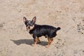 Chihuahua dog in the summer on the sand. Cute black chihuahua puppy