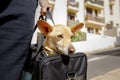 Dog in transport box or bag ready to travel Royalty Free Stock Photo