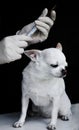 Chihuahua dog is vaccinated by a doctor in a veterinary clinic