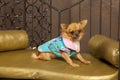 Chihuahua dog in vivid clothes