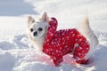 Chihuahua dog walks in winter. Puppy in a jacket in the snow