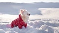 Chihuahua dog walks in winter. Puppy in a jacket in the snow