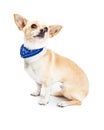 Chihuahua Dog Wearing Blue Bandana Royalty Free Stock Photo