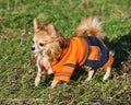 Chihuahua dog wearing bright orange jumpsuit