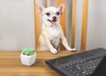 Chihuahua dog wearing eyeglasses sitting at wooden table with computer notebook and cactus, smiling with his tongue out and Royalty Free Stock Photo