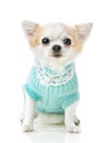 Chihuahua dog wearing knitted blue jumper with lace isolated on white background
