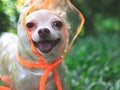Chihuahua dog wearing rain coat hood sitting on green grass in the garden, smiling with his tongue out, looking at camera Royalty Free Stock Photo