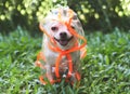 Chihuahua dog wearing rain coat hood standing on green grass in the garden. Smiling with hood cover part of his face